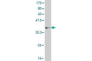 Western Blot detection against Immunogen (36. (HNF4A anticorps  (AA 324-423))