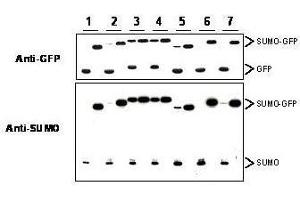 Western blot of SUMO-GFP fusion proteins cleaved by insect cell protein extracts.