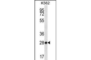 ZN Antibody (N-term) (ABIN656322 and ABIN2845621) western blot analysis in K562 cell line lysates (35 μg/lane). (ZNF146 anticorps  (N-Term))