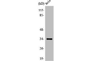 Western Blot analysis of HeLa cells using Olfactory receptor 4P4 Polyclonal Antibody (OR4P4 anticorps  (C-Term))