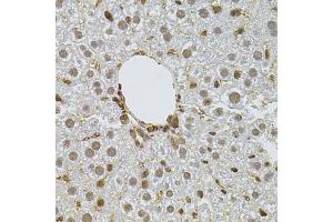Immunohistochemistry of paraffin-embedded mouse liver using PPP2R5C antibody (ABIN1876668) at dilution of 1:100 (40x lens). (PPP2R5C anticorps)