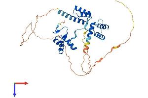 AlphaFold protein structure predicition of Mouse Recombinant Pax4 Protein, UniprotID P32115