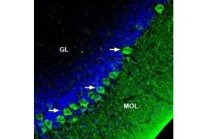 Expression of SERCA3 in rat cerebellum - Immunohistochemical staining of perfusion-fixed frozen rat brain sections with Anti-SERCA3 Antibody (ABIN7042959, ABIN7044153 and ABIN7044154), (1:200), followed by goat anti-rabbit-AlexaFluor-488.