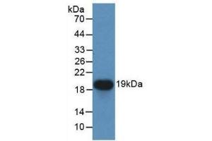 Detection of Recombinant CDNF, Human using Monoclonal Antibody to Cerebral Dopamine Neurotrophic Factor (CDNF)