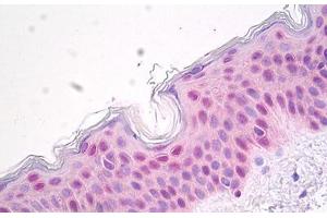 Image no. 2 for anti-Heat Shock 70kDa Protein 1A (HSPA1A) antibody (ABIN1502281) (HSP70 1A anticorps)