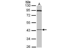 WB Image Sample (30 ug of whole cell lysate) A: Hep G2 , 10% SDS PAGE antibody diluted at 1:3000 (CRLF1 anticorps)