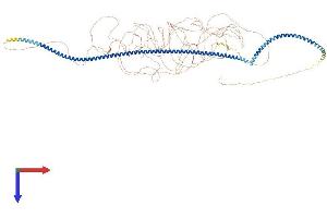 AlphaFold protein structure predicition of Human Recombinant MTUS1 Protein, UniprotID Q9ULD2