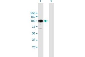 Western Blot analysis of CAST expression in transfected 293T cell line by CAST MaxPab polyclonal antibody. (Calpastatin anticorps  (AA 1-667))