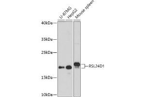 Western blot analysis of extracts of various cell lines, using RSL24D1 antibody (ABIN7269990) at 1:1000 dilution. (RSL24D1 anticorps  (AA 10-80))