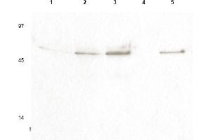 Western blot using anti- Cyclin B1 pS126 antibody shows detection of a band ~48 kDa corresponding to phosphorylated human Cyclin B1 (arrowheads) in various whole cell lysates. (Cyclin B1 anticorps  (pSer126))