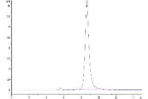 The purity of Human TGF-alpha is greater than 95 % as determined by SEC-HPLC.