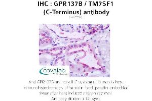 Image no. 1 for anti-G Protein-Coupled Receptor 137B (GPR137B) (C-Term) antibody (ABIN1734939) (GPR137B anticorps  (C-Term))
