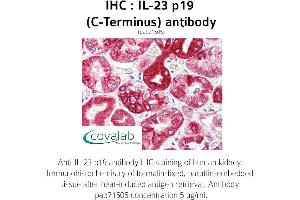 Image no. 1 for anti-Interleukin 23, alpha subunit p19 (IL23A) antibody (ABIN1735878) (IL23A anticorps)