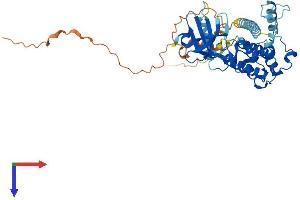 AlphaFold protein structure predicition of Mouse Recombinant Mknk1 Protein, UniprotID O08605