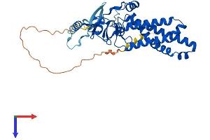 AlphaFold protein structure predicition of Human Recombinant ZDHHC9 Protein, UniprotID Q9Y397