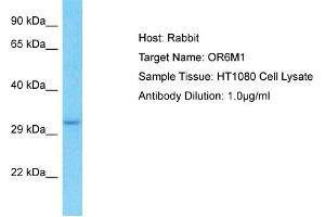 Host: Rabbit Target Name: OR6M1 Sample Type: HT1080 Whole Cell lysates Antibody Dilution: 1. (OR6M1 anticorps  (C-Term))