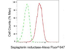 anti-Sepiapterin Reductase (SPR) antibody