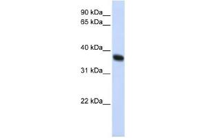 ZNF364 antibody used at 1 ug/ml to detect target protein. (RNF115 anticorps  (C-Term))