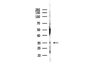Western blot analysis of lysates from Rat testis, using TGIF1 Antibody at 1/1000 dilution.