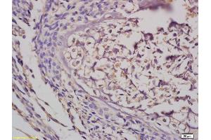 anti-GRB10/14 (AA 501-594) antibody