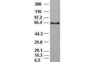 Beta-catenin antibody (2H3) at 1:1000 dilution + 293T cell lysate (CTNNB1 anticorps  (AA 531-781))