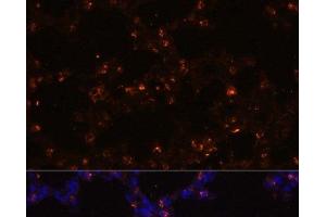 Immunofluorescence analysis of Mouse lung using SFTPC Polyclonal Antibody at dilution of 1:100 (40x lens). (Surfactant Protein C anticorps)