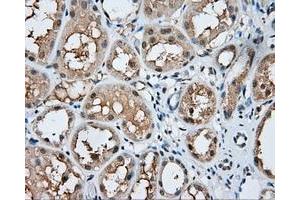 Immunohistochemical staining of paraffin-embedded Kidney tissue using anti-MSMB mouse monoclonal antibody. (MSMB anticorps)