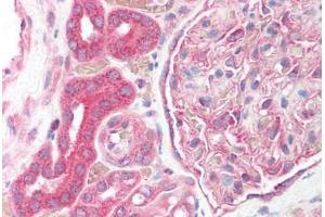 Anti-HIF1A antibody IHC of human kidney.