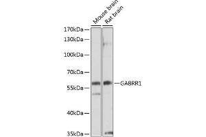 Western blot analysis of extracts of various cell lines, using G antibody (ABIN3017015, ABIN3017016, ABIN3017017 and ABIN6219923) at 1:1000 dilution. (GABRR1 anticorps  (AA 1-80))