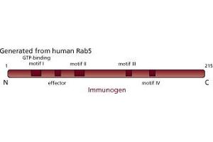 Image no. 3 for anti-RAB5A, Member RAS Oncogene Family (RAB5A) (AA 1-215) antibody (ABIN968139) (RAB5 anticorps  (AA 1-215))
