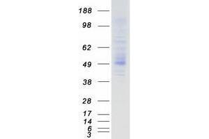 Validation with Western Blot