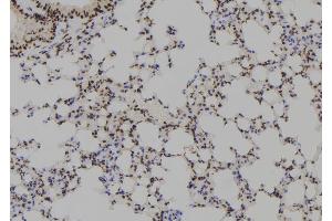 ABIN6279488 at 1/100 staining Mouse lung tissue by IHC-P.