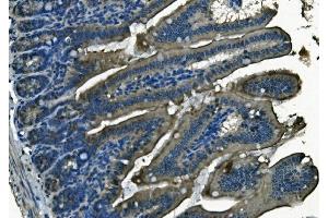 IHC analysis of PI-16/PI16 using anti-PI-16/PI16 antibody (ABIN7601074). (PI16 anticorps  (AA 28-363))