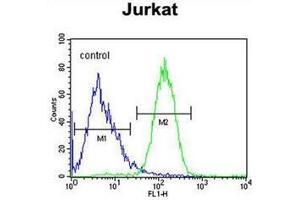 Flow cytometric analysis of Jurkat cells using SLFN12L Antibody (N-term) Cat. (SLFN12L anticorps  (N-Term))