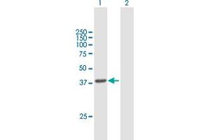 Western Blot analysis of HSD3B1 expression in transfected 293T cell line by HSD3B1 MaxPab polyclonal antibody.
