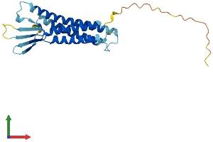 AlphaFold protein structure predicition of Human Recombinant CLDN9 Protein, UniprotID O95484
