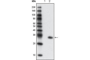 Western Blotting (WB) image for anti-Green Fluorescent Protein (GFP) antibody (ABIN1843725) (GFP anticorps)