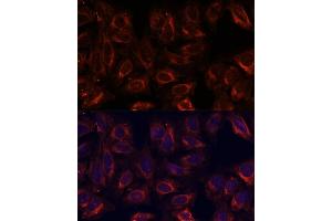 Immunofluorescence analysis of U-2 OS cells using SCGB3A2 antibody (ABIN6147429) at dilution of 1:100. (SCGB3A2 anticorps  (AA 1-93))