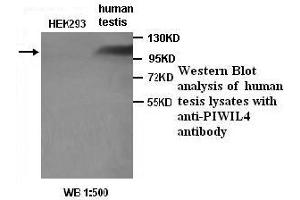 Image no. 1 for anti-Piwi-Like 4 (PIWIL4) antibody (ABIN790893) (PIWIL4 anticorps)
