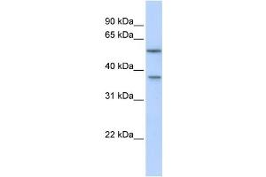 Western Blotting (WB) image for anti-RAB40B, Member RAS Oncogene Family (RAB40B) antibody (ABIN2459522) (RAB40B anticorps)