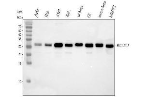 Western blot analysis of Bcl-XL using anti-Bcl-XL antibody (ABIN5518741). (BCL2L1 anticorps  (AA 1-219))