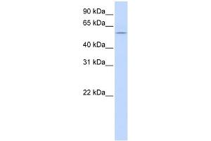 WB Suggested Anti-HBP1 Antibody Titration:  0.