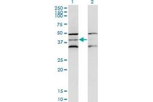 Western Blot analysis of DAP3 expression in transfected 293T cell line by DAP3 monoclonal antibody (M01), clone 3B7. (DAP3 anticorps  (AA 237-343))