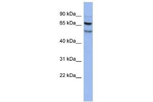 FOXRED1 antibody used at 1 ug/ml to detect target protein. (FOXRED1 anticorps  (N-Term))