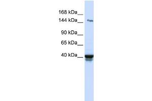 WB Suggested Anti-IGSF9 Antibody Titration:  0. (IGSF9 anticorps  (N-Term))