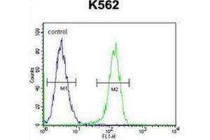 Flow cytometric analysis of K562 cells (right histogram) compared to a negative control cell (left histogram) using MYO19 Antibody , followed by FITC-conjugated goat-anti-rabbit secondary antibodies.