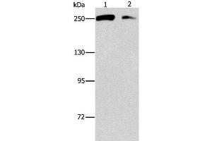 Western Blot analysis of Lovo and 293T cell using EIF4G1 Polyclonal Antibody at dilution of 1:450