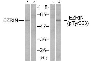 Western blot analysis of extracts from A431 cells, untreated or EGF-treated (200ng/ml, 30min), using Ezrin (Ab-353) antibody (E021094, Lane 1 and 2) and Ezrin (phospho-Tyr353) antibody (E011063, Lane 3 and 4). (Ezrin anticorps  (pTyr353))