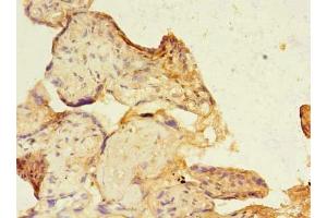 Immunohistochemistry of paraffin-embedded human placenta tissue using ABIN7169562 at dilution of 1:100