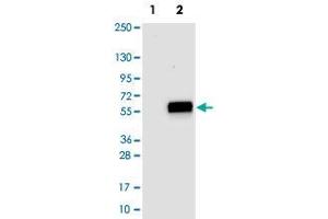 Western blot analysis of Lane 1: Negative control (vector only transfected HEK293T lysate), Lane 2: Over-expression Lysate (Co-expressed with a C-terminal myc-DDK tag (~3. (MAT2A anticorps)